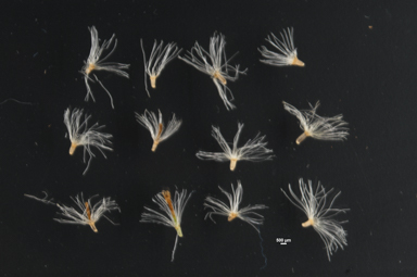 APII jpeg image of Ozothamnus alpinus  © contact APII