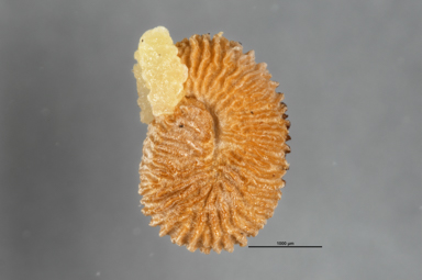 APII jpeg image of Codonocarpus cotinifolius  © contact APII