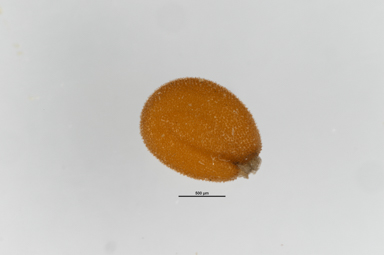 APII jpeg image of Stenopetalum velutinum  © contact APII