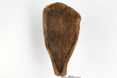 APII jpeg image of Marsdenia australis  © contact APII