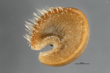 APII jpeg image of Malvastrum americanum  © contact APII