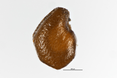 APII jpeg image of Colobanthus nivicola  © contact APII