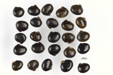 APII jpeg image of Oxylobium cordifolium  © contact APII