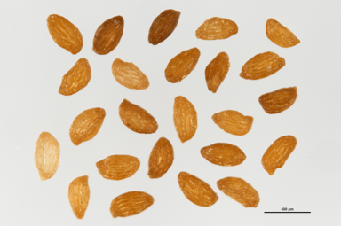 APII jpeg image of Budawangia gnidioides  © contact APII