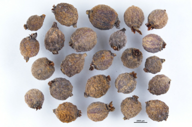 APII jpeg image of Cassytha pubescens  © contact APII