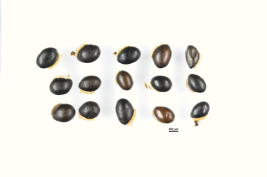 APII jpeg image of Hovea montana  © contact APII