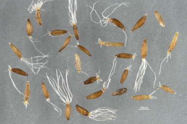 APII jpeg image of Leptorhynchos elongatus  © contact APII