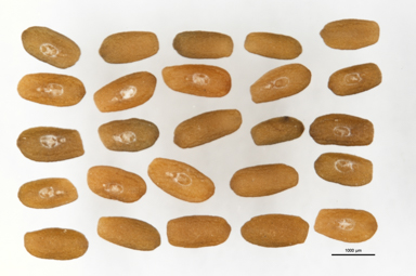 APII jpeg image of Plantago euryphylla  © contact APII