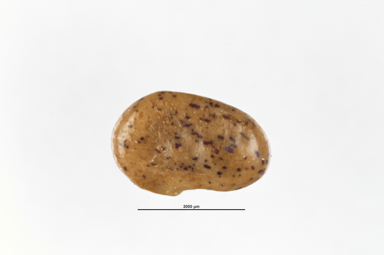 APII jpeg image of Jacksonia stellaris  © contact APII