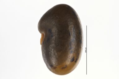 APII jpeg image of Podolobium alpestre  © contact APII