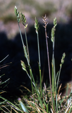 APII jpeg image of Agropyron velutinum  © contact APII