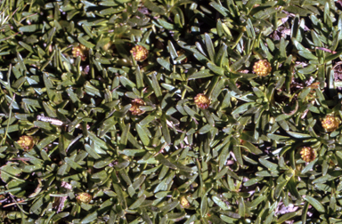 APII jpeg image of Abrotanella nivigena  © contact APII