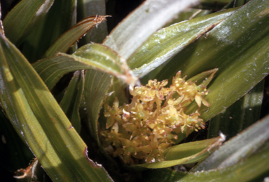 APII jpeg image of Astelia alpina  © contact APII