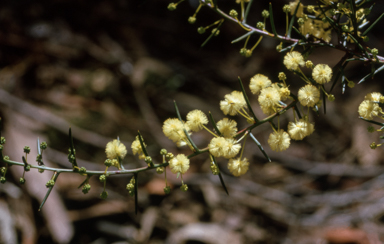 APII jpeg image of Acacia diffusa  © contact APII