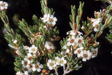 APII jpeg image of Baeckea utilis  © contact APII