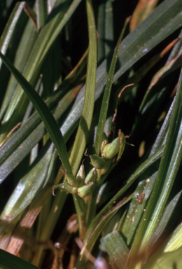 APII jpeg image of Carex jackiana  © contact APII