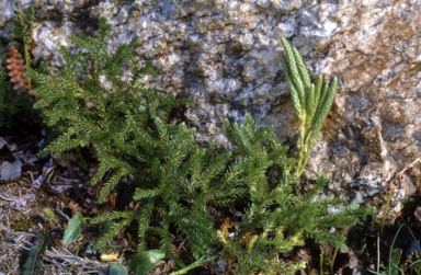 APII jpeg image of Lycopodium fastigatum  © contact APII