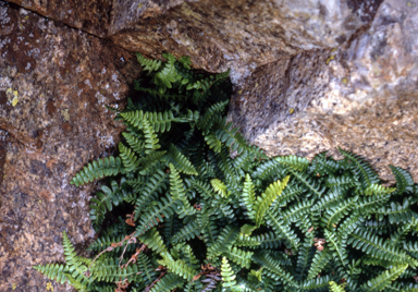 APII jpeg image of Blechnum penna-marina  © contact APII