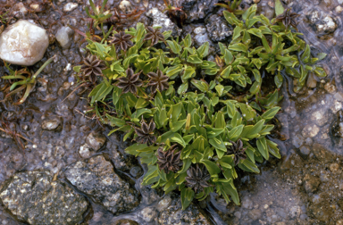 APII jpeg image of Psychrophila introloba  © contact APII