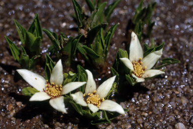 APII jpeg image of Psychrophila introloba  © contact APII