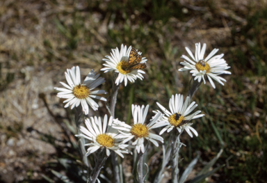 APII jpeg image of Celmisia longifolia  © contact APII