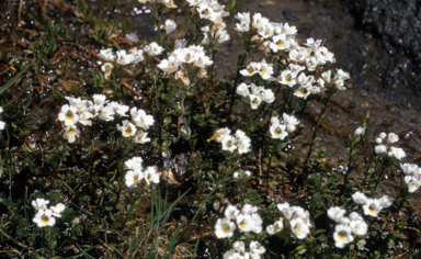 APII jpeg image of Euphrasia glacialis  © contact APII