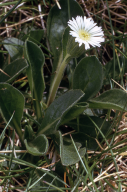 APII jpeg image of Erigeron nitidus  © contact APII