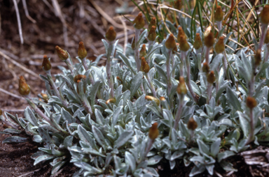 APII jpeg image of Argyrotegium mackayi  © contact APII