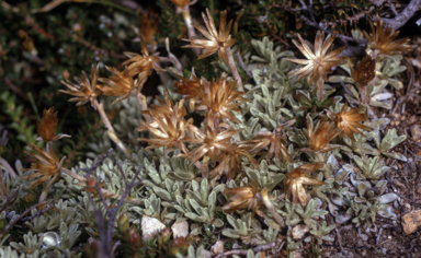 APII jpeg image of Argyrotegium nitidulum  © contact APII