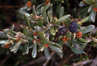 APII jpeg image of Grevillea australis  © contact APII