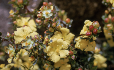APII jpeg image of Hibbertia obtusifolia  © contact APII