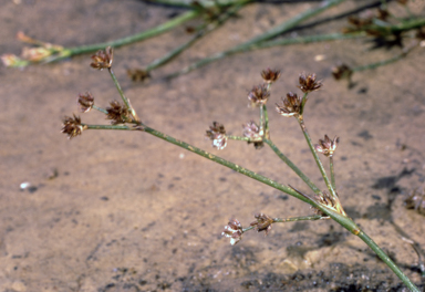 APII jpeg image of Juncus articulatus  © contact APII