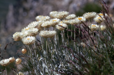 APII jpeg image of Leucochrysum albicans  © contact APII