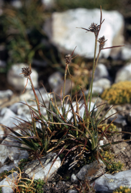 APII jpeg image of Luzula australasica subsp. australasica  © contact APII