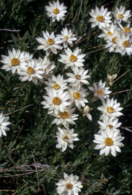 APII jpeg image of Rhodanthe anthemoides  © contact APII