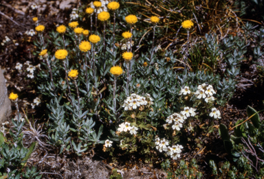 APII jpeg image of Leptorhynchos squamatus,<br/>Euphrasia alsa  © contact APII