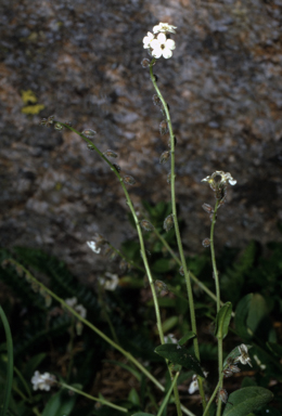 APII jpeg image of Myosotis australis  © contact APII