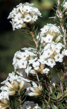APII jpeg image of Epacris paludosa  © contact APII