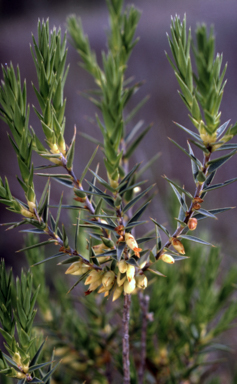 APII jpeg image of Melichrus urceolatus  © contact APII