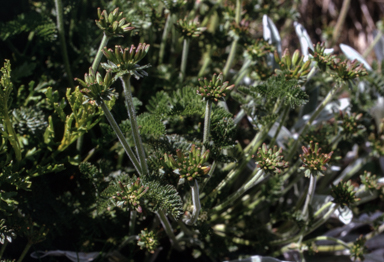 APII jpeg image of Oreomyrrhis brevipes  © contact APII