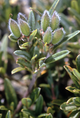 APII jpeg image of Oxylobium alpestre  © contact APII