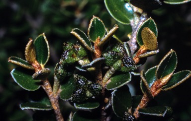 APII jpeg image of Nematolepis ovatifolia  © contact APII