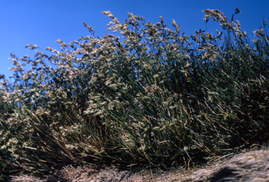 APII jpeg image of Poa fawcettiae  © contact APII