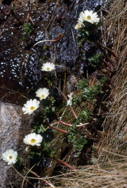 APII jpeg image of Ranunculus anemoneus  © contact APII