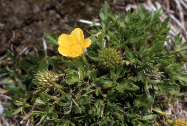 APII jpeg image of Ranunculus niphophilus  © contact APII