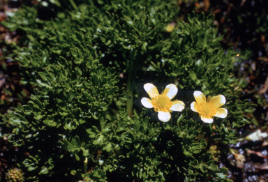 APII jpeg image of Ranunculus niphophilus  © contact APII