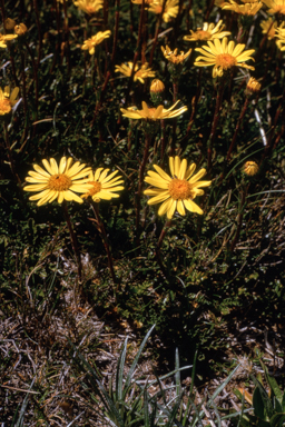 APII jpeg image of Senecio pectinatus  © contact APII