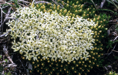 APII jpeg image of Stackhousia pulvinaris  © contact APII