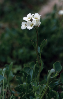 APII jpeg image of Cardamine lilacina  © contact APII