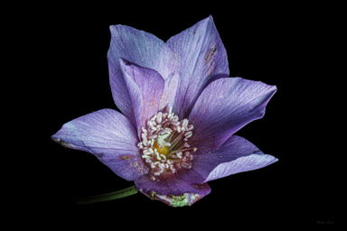 APII jpeg image of Calandrinia sp. Chewings Range  © contact APII